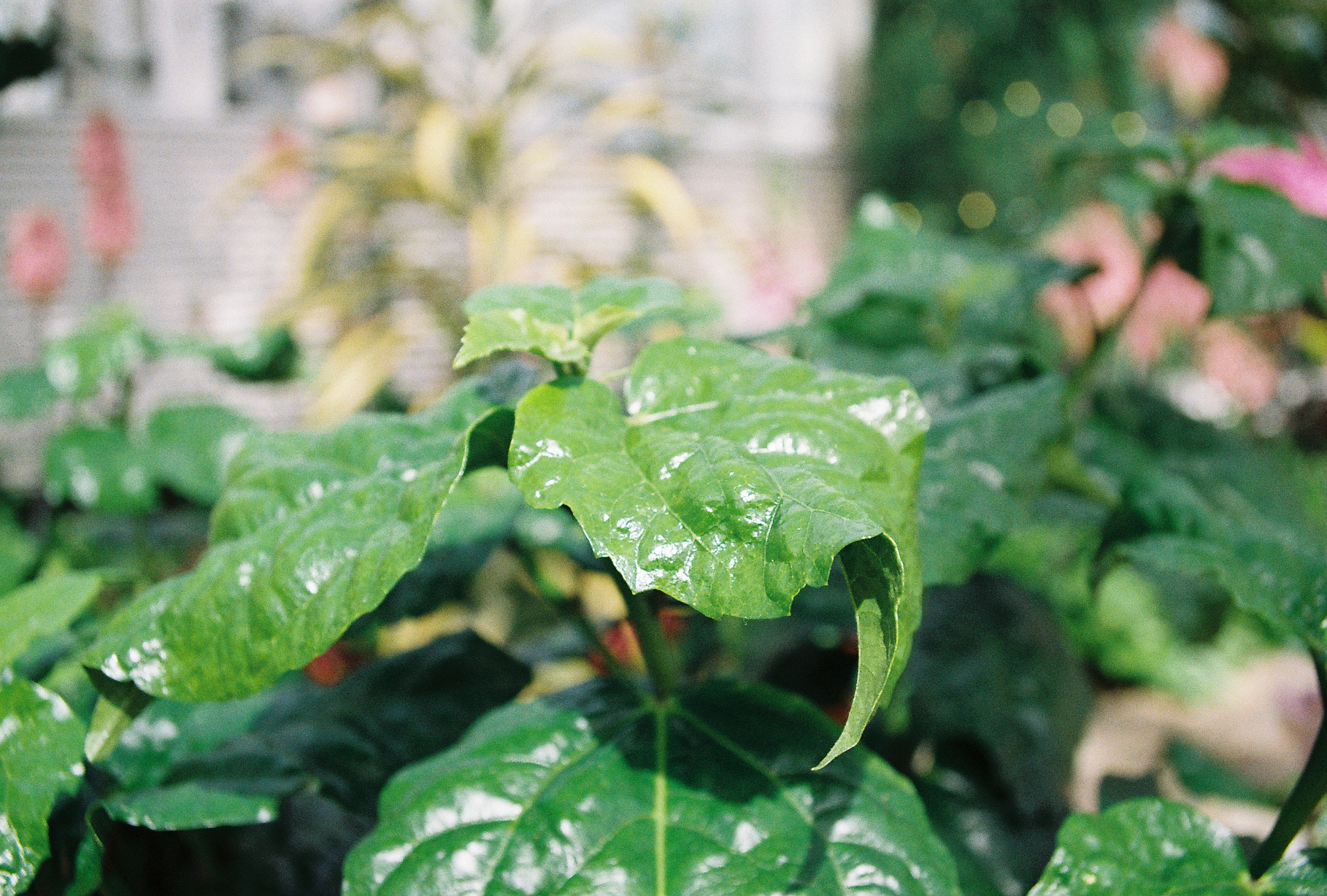 Glossy green leaves of a tropical houseplant in a sunlit greenhouse, with blurred pink and yellow blooms in the background