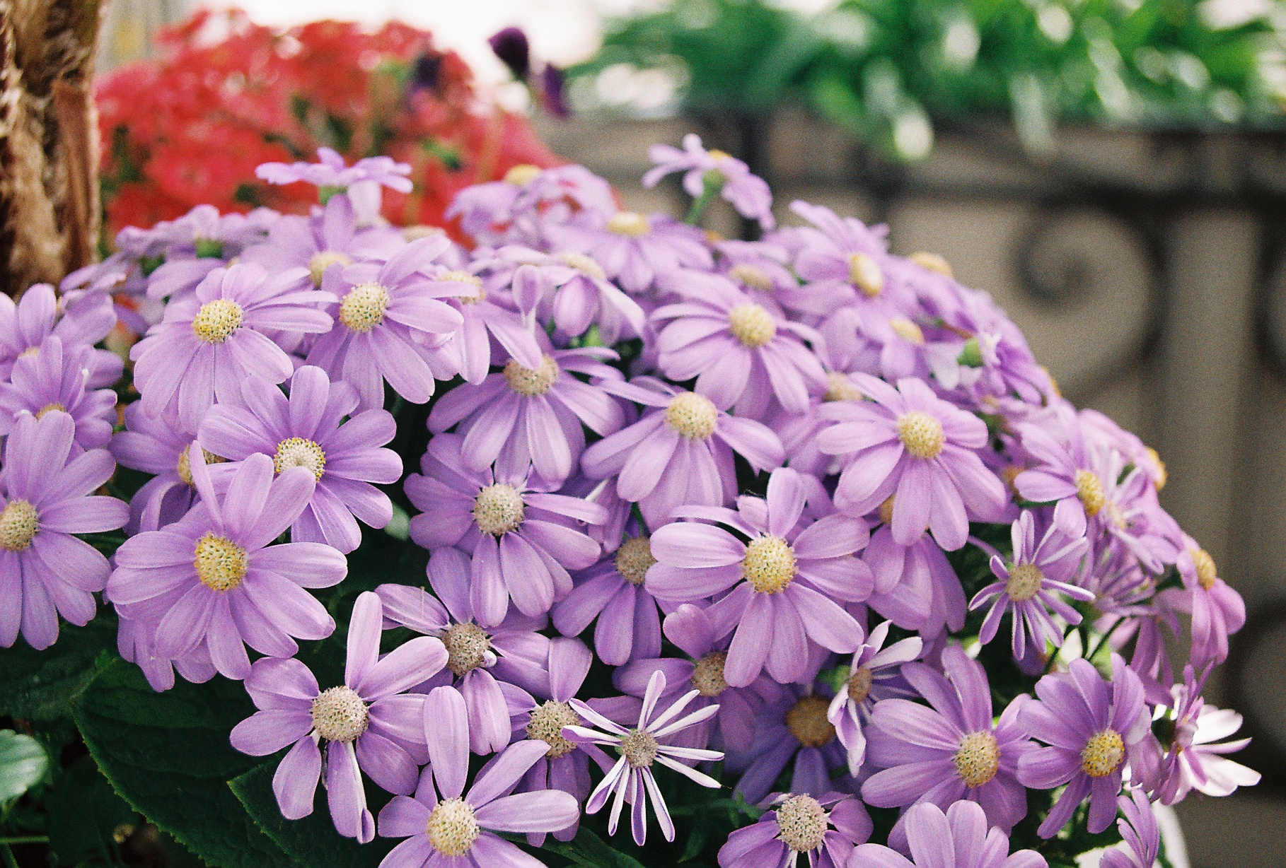 Cluster of pale purple daisies with yellow centers, photographed close-up against a soft red and green background
