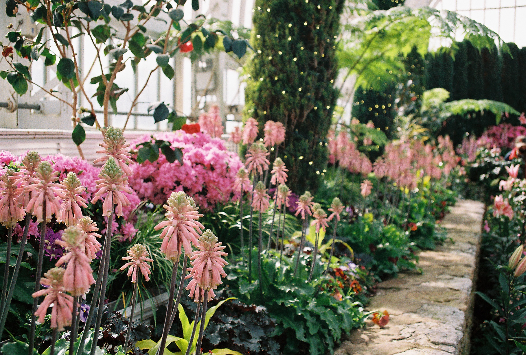 Greenhouse pathway lined with stalks of pale pink veltheimia flowers, magenta azaleas, and lush ferns under a glass roof