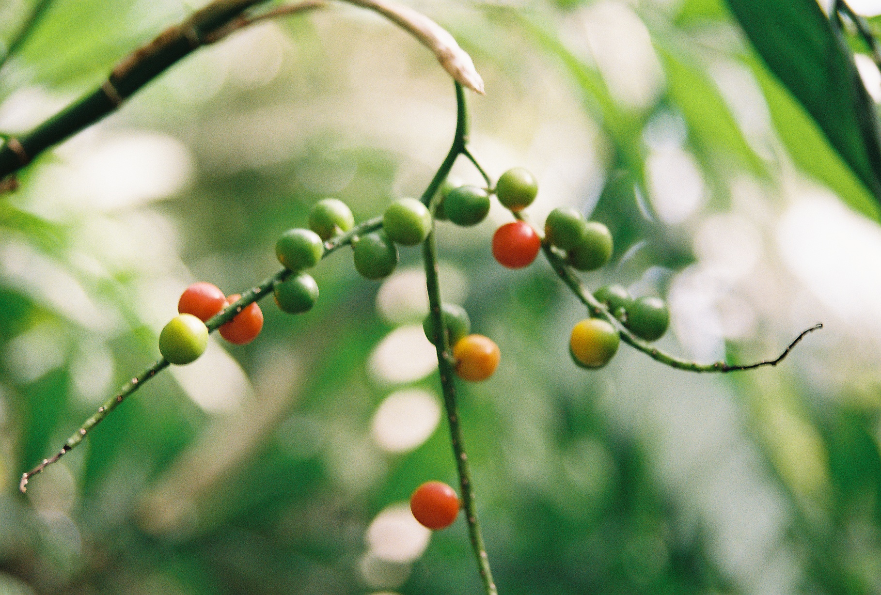 A vine of small berries ripening from green to orange to red, hanging in soft greenhouse light with bokeh foliage behind