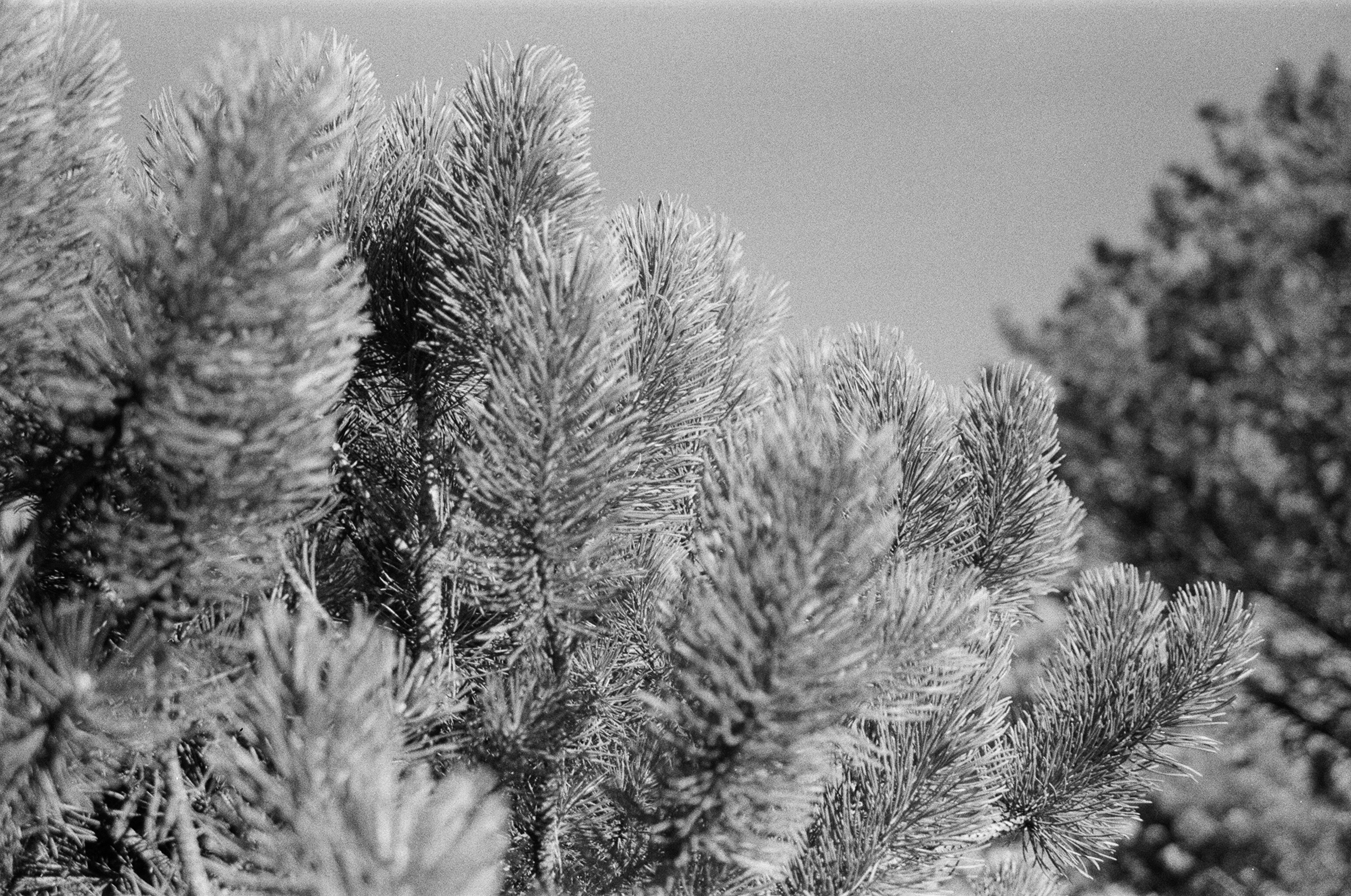 Black-and-white close-up of pine tree branches with bristly needles silhouetted against a clear sky