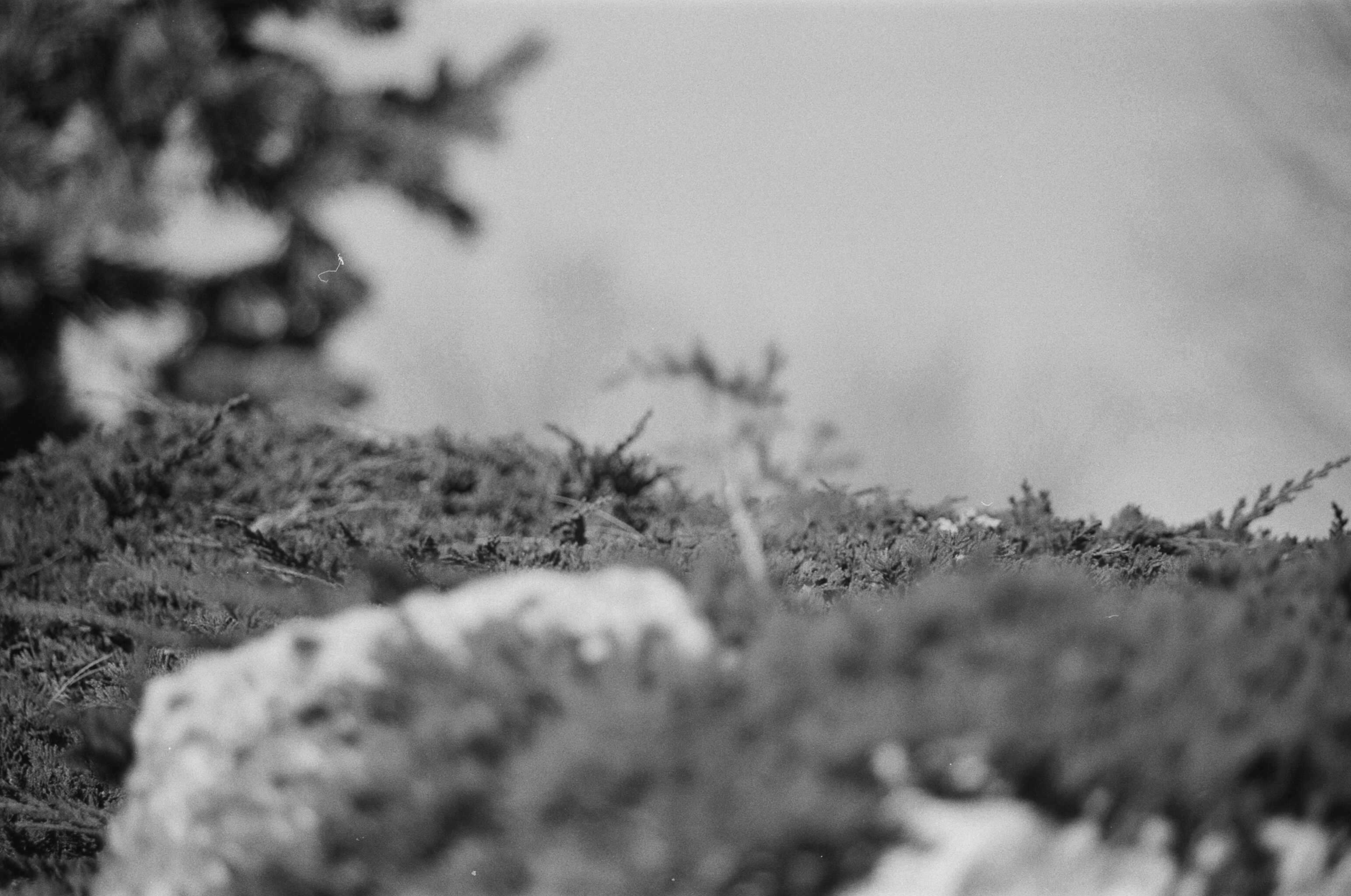 Black-and-white shallow-focus shot of low scrub plants and stones along a windswept ridgeline under an overcast sky