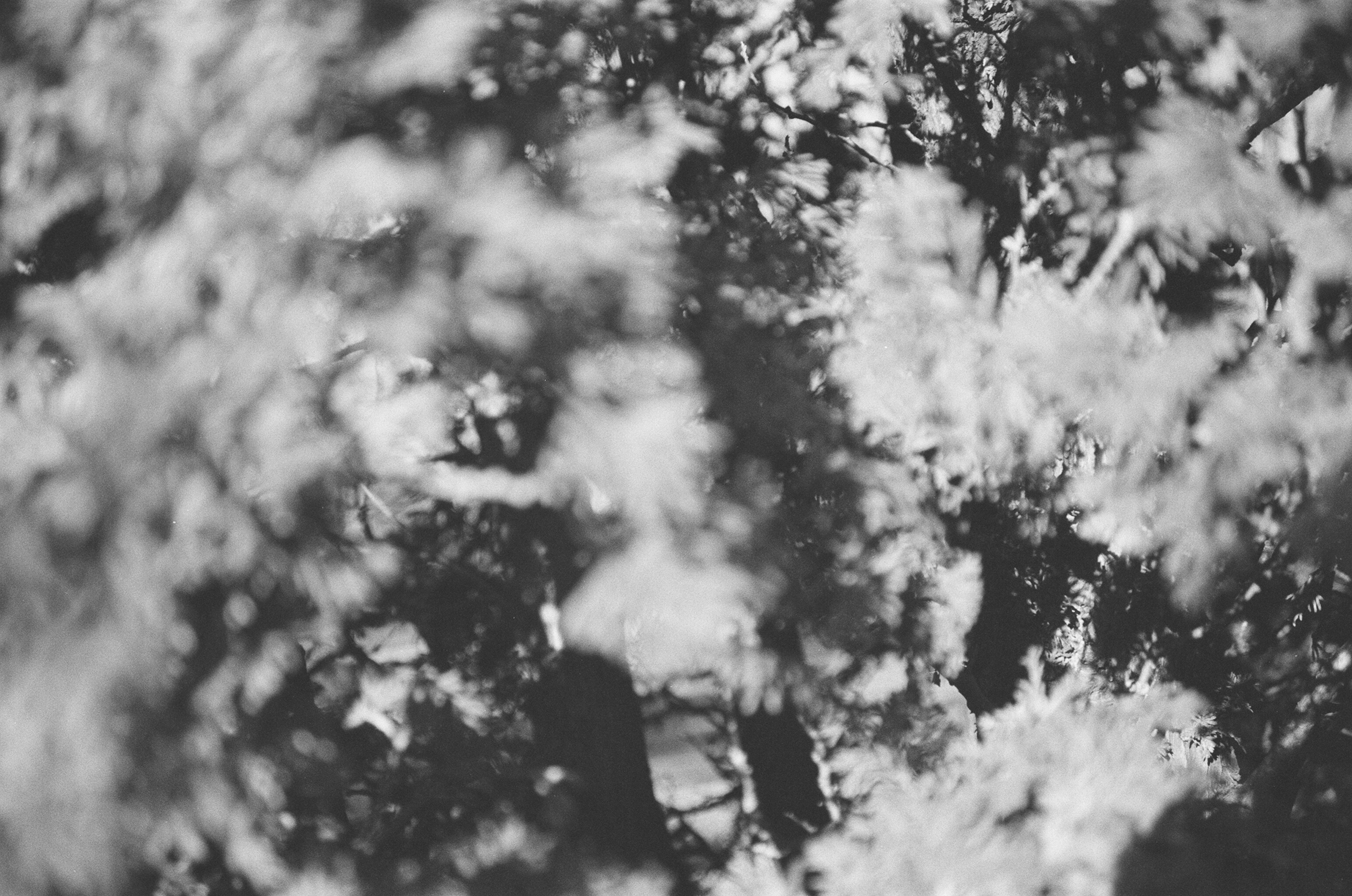 Black-and-white abstract close-up of dappled tree foliage with overlapping leaves dissolving into soft, dreamy bokeh