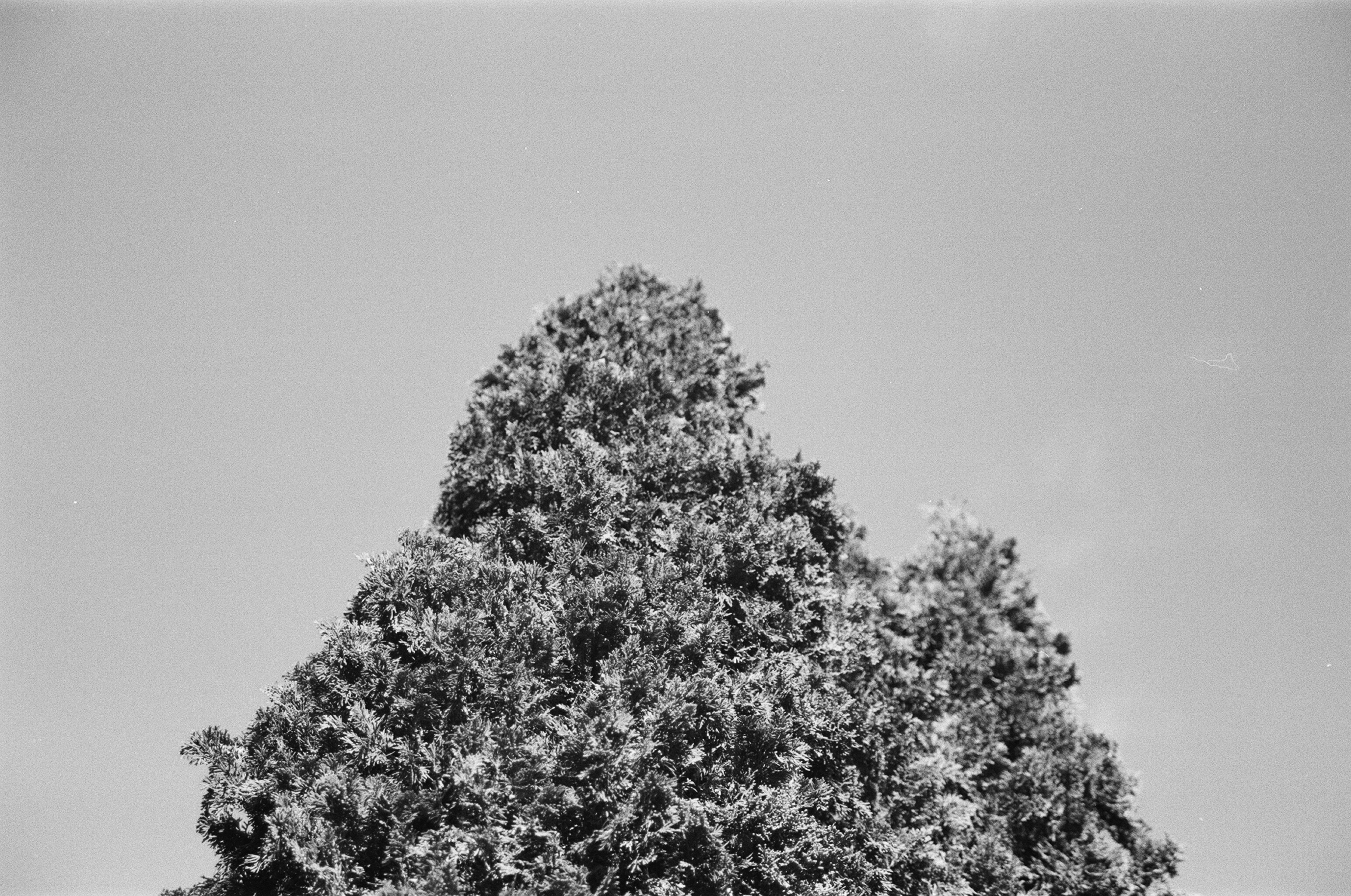 Black-and-white photo of the textured, peaked crown of an evergreen tree rising into a pale, even sky